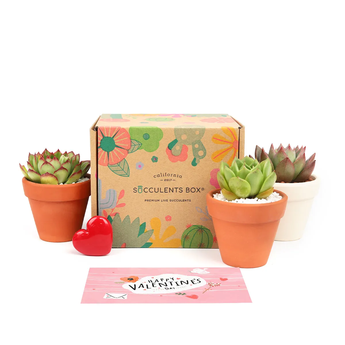 3 Succulents 3 Clay Pots/month | Subscription Boxes