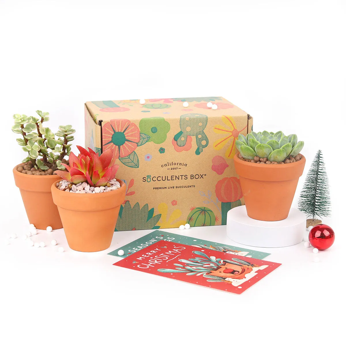 3 Succulents 3 Clay Pots/month | Subscription Boxes