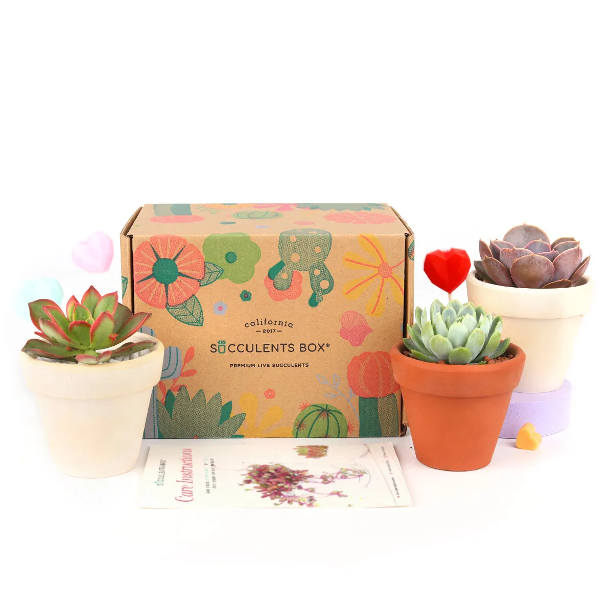 3 Succulents 3 Clay Pots/month | Subscription Boxes