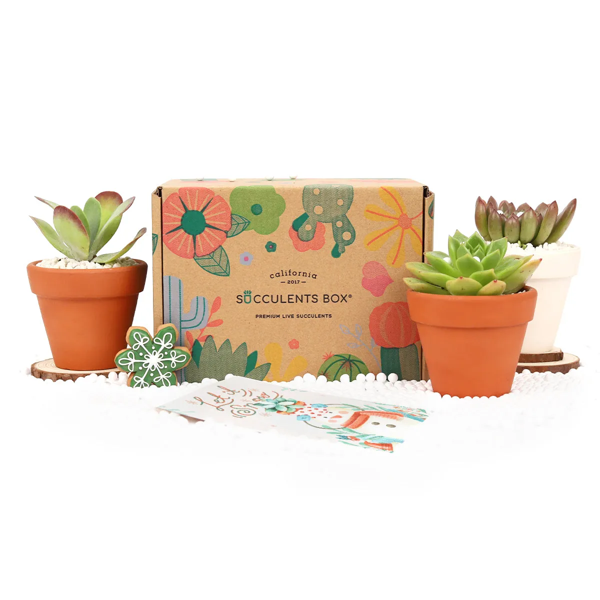 3 Succulents 3 Clay Pots/month | Subscription Boxes