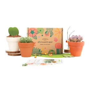 3 Succulents 3 Clay Pots/month | Subscription Boxes
