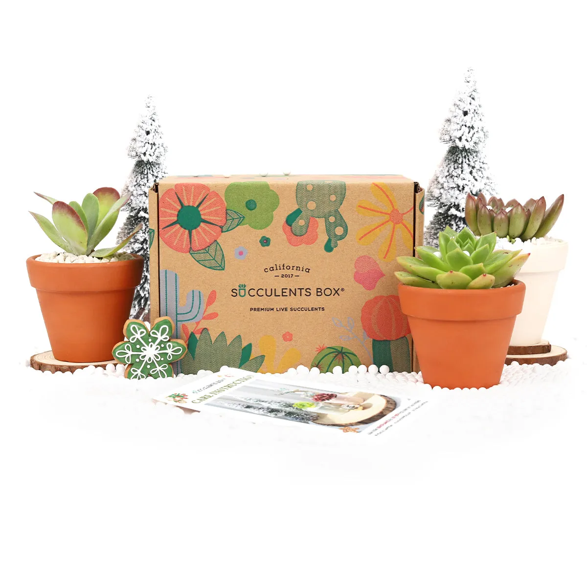 3 Succulents 3 Clay Pots/month | Subscription Boxes