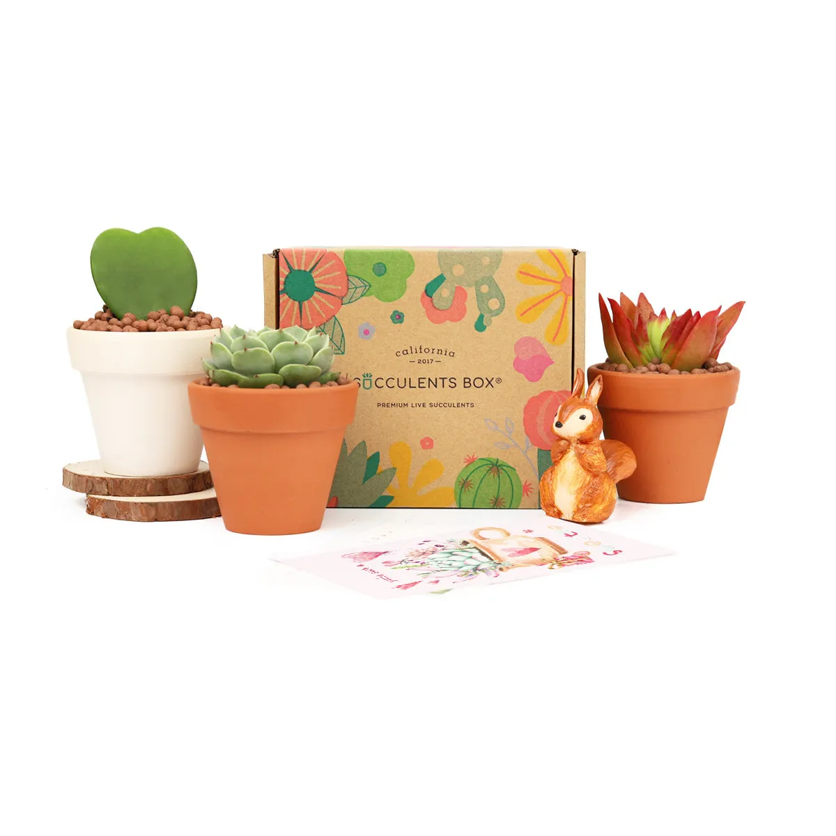 3 Succulents 3 Clay Pots/month | Subscription Boxes