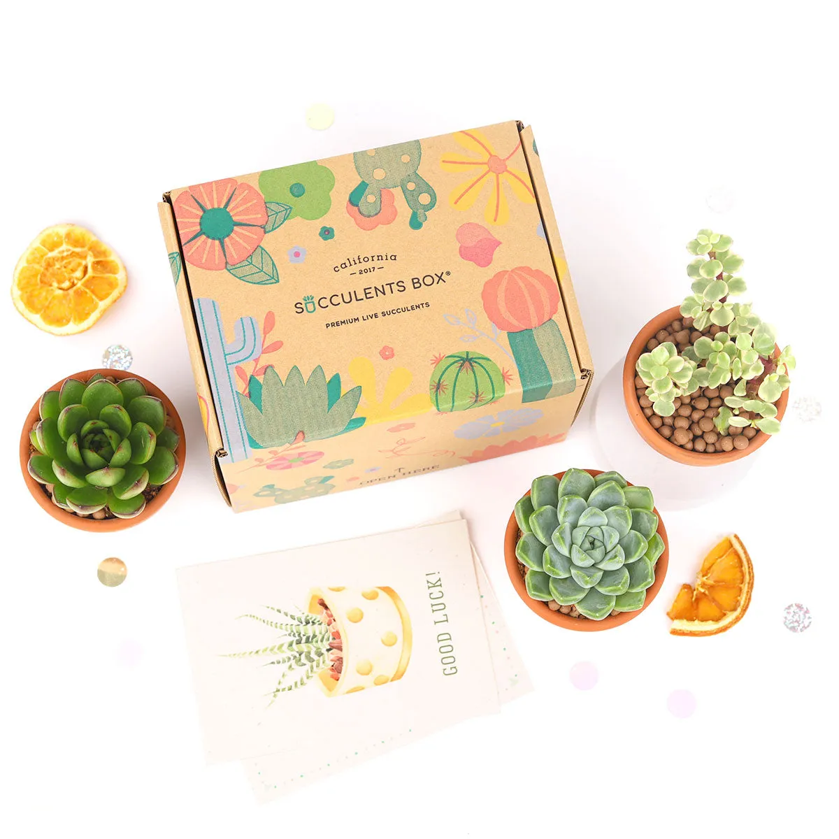 3 Succulents 3 Clay Pots/month | Subscription Boxes