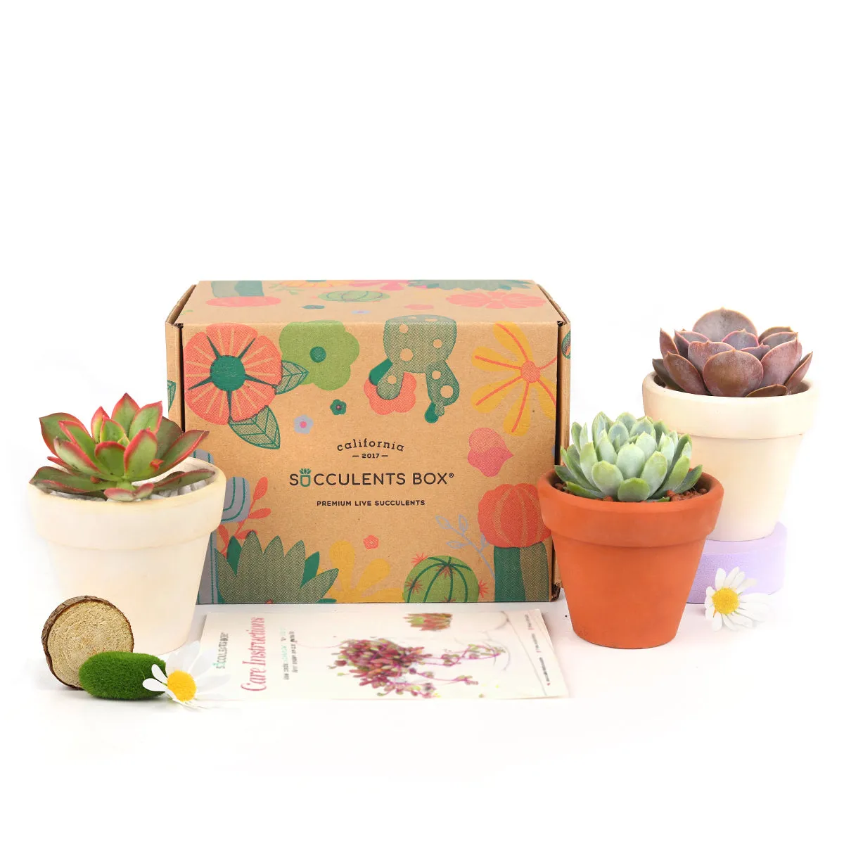 3 Succulents 3 Clay Pots/month | Subscription Boxes
