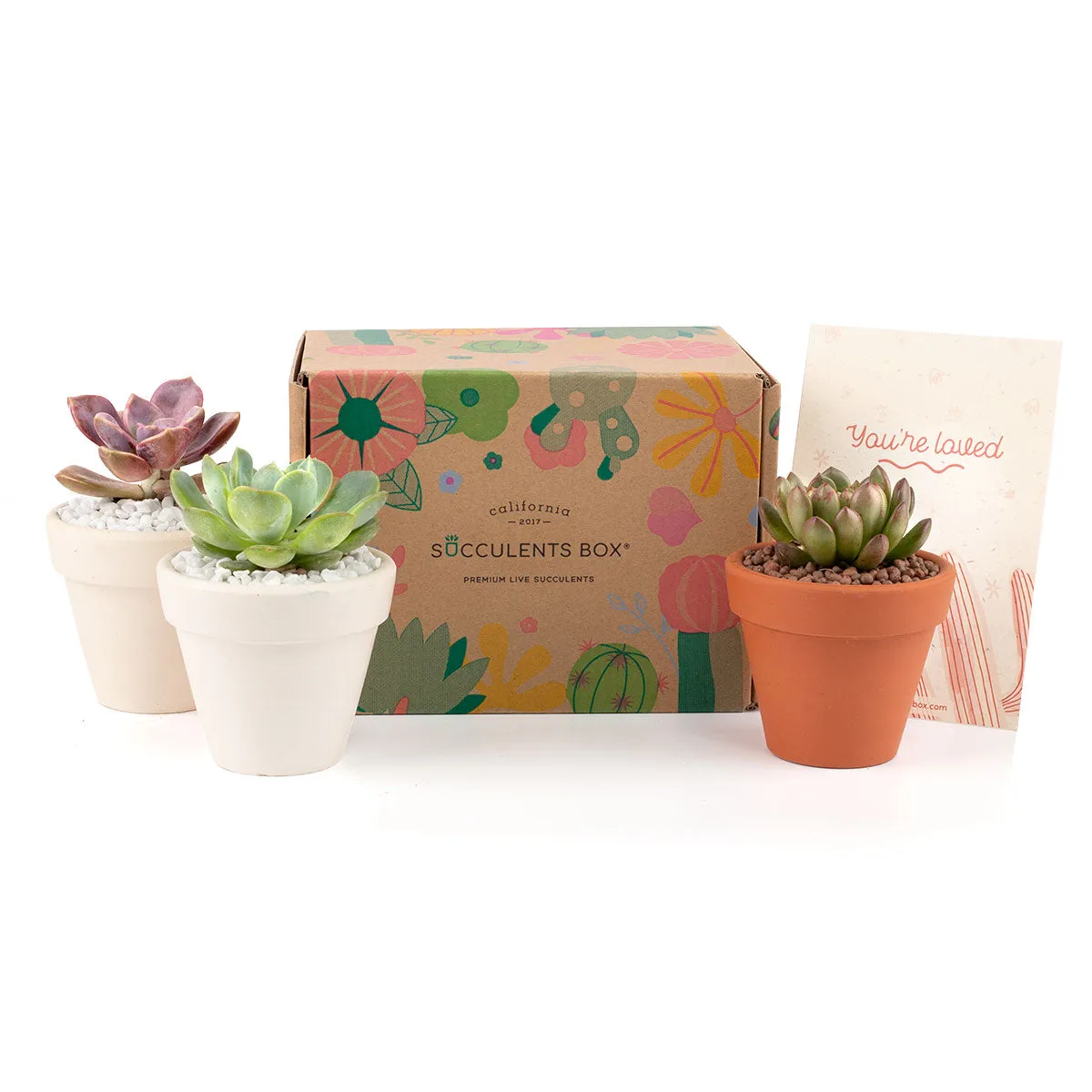 3 Succulents 3 Clay Pots/month | Subscription Boxes