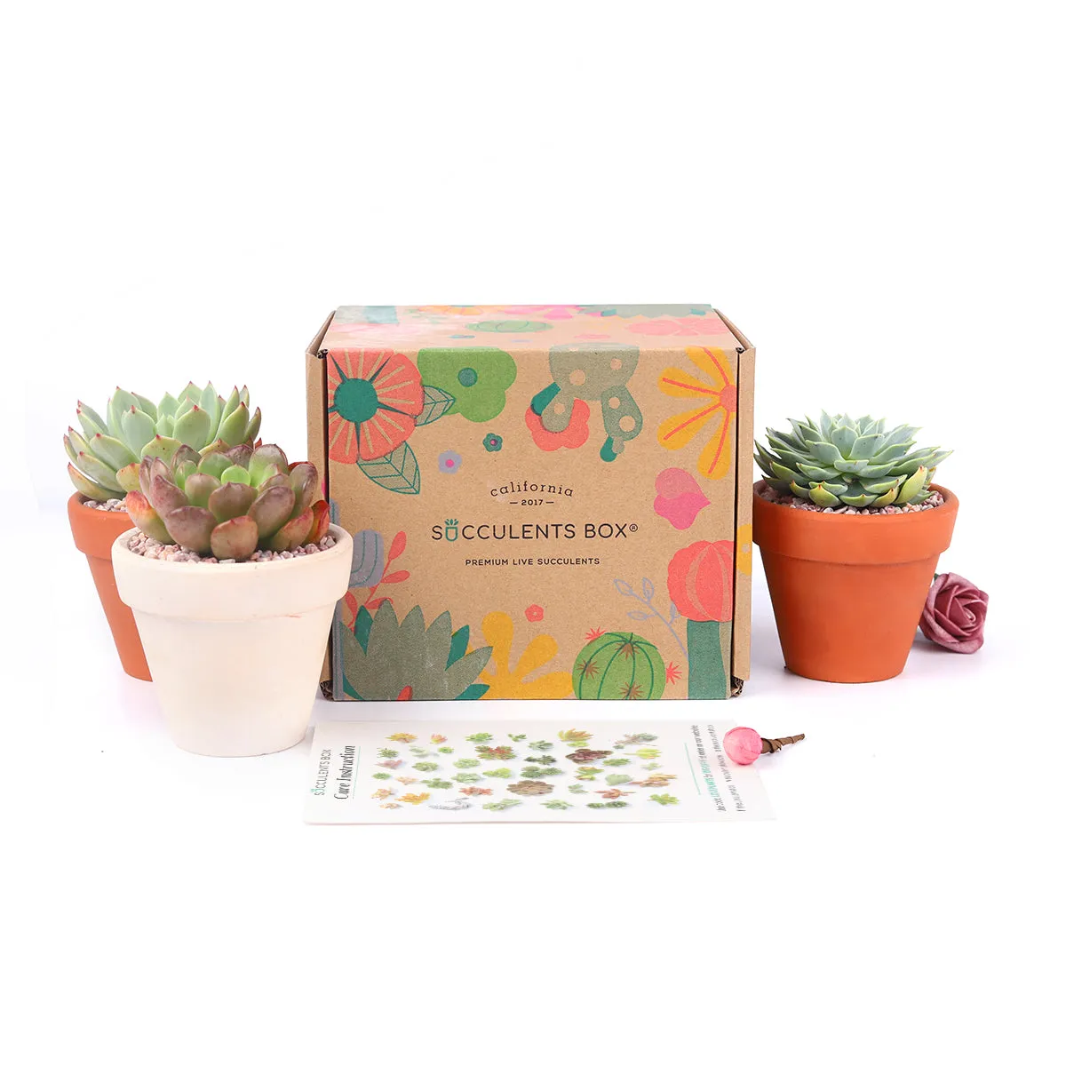 3 Succulents 3 Clay Pots/month | Subscription Boxes