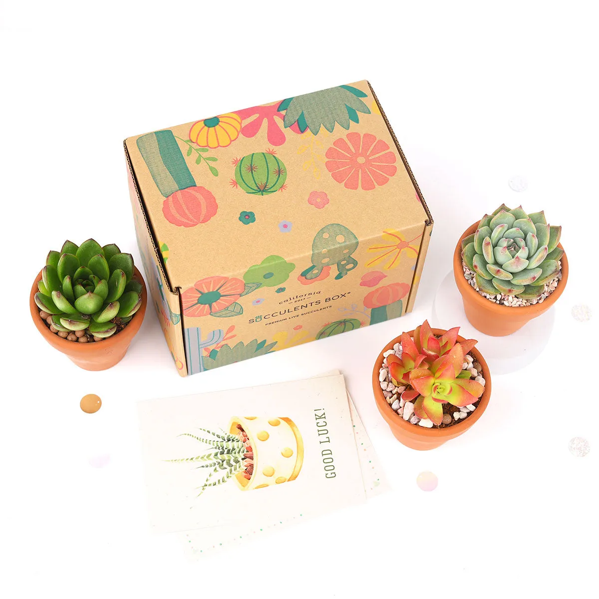 3 Succulents 3 Clay Pots/month | Subscription Boxes