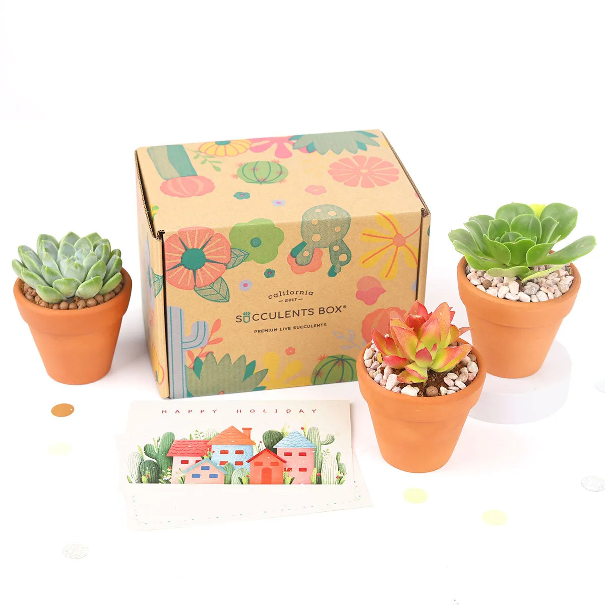 3 Succulents 3 Clay Pots/month | Subscription Boxes