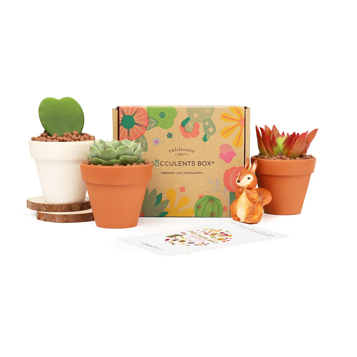 3 Succulents 3 Clay Pots/month | Subscription Boxes