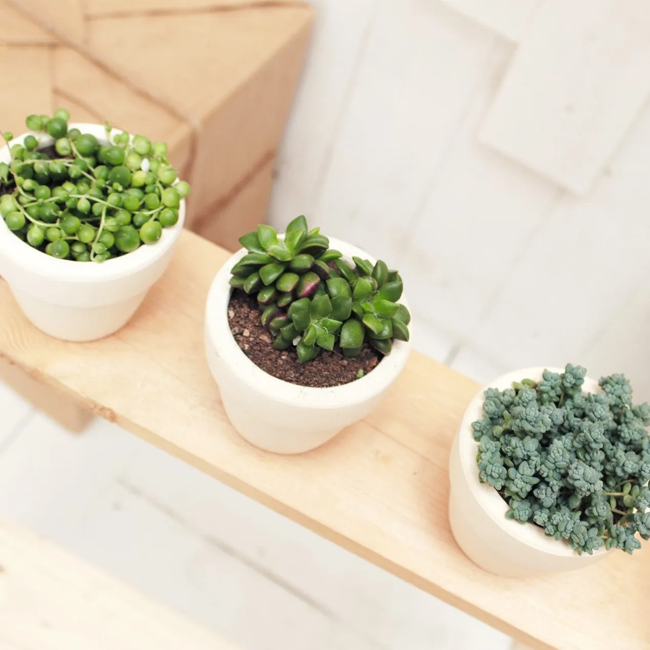 3 Succulents 3 Clay Pots/month | Subscription Boxes