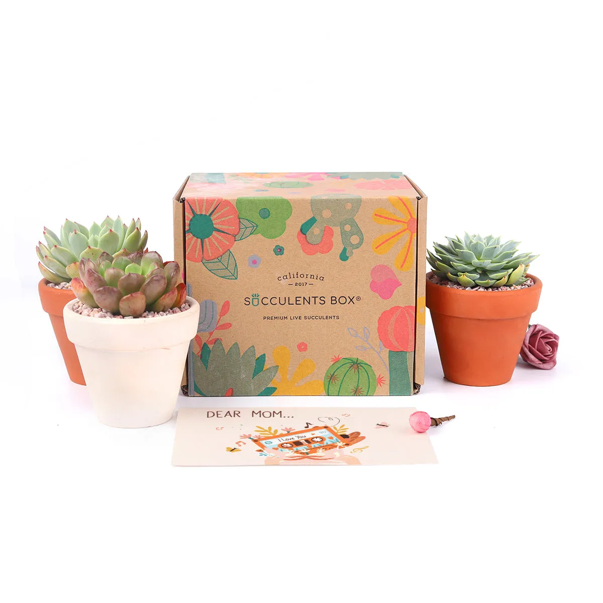 3 Succulents 3 Clay Pots/month | Subscription Boxes