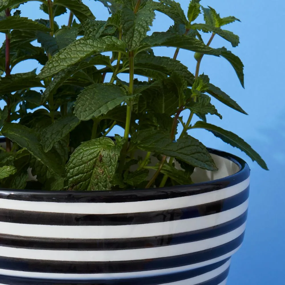 Black Striped Ceramic Large Planter