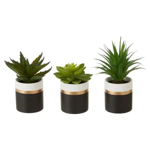 Fiori Set of 3 Black Pot Succulents