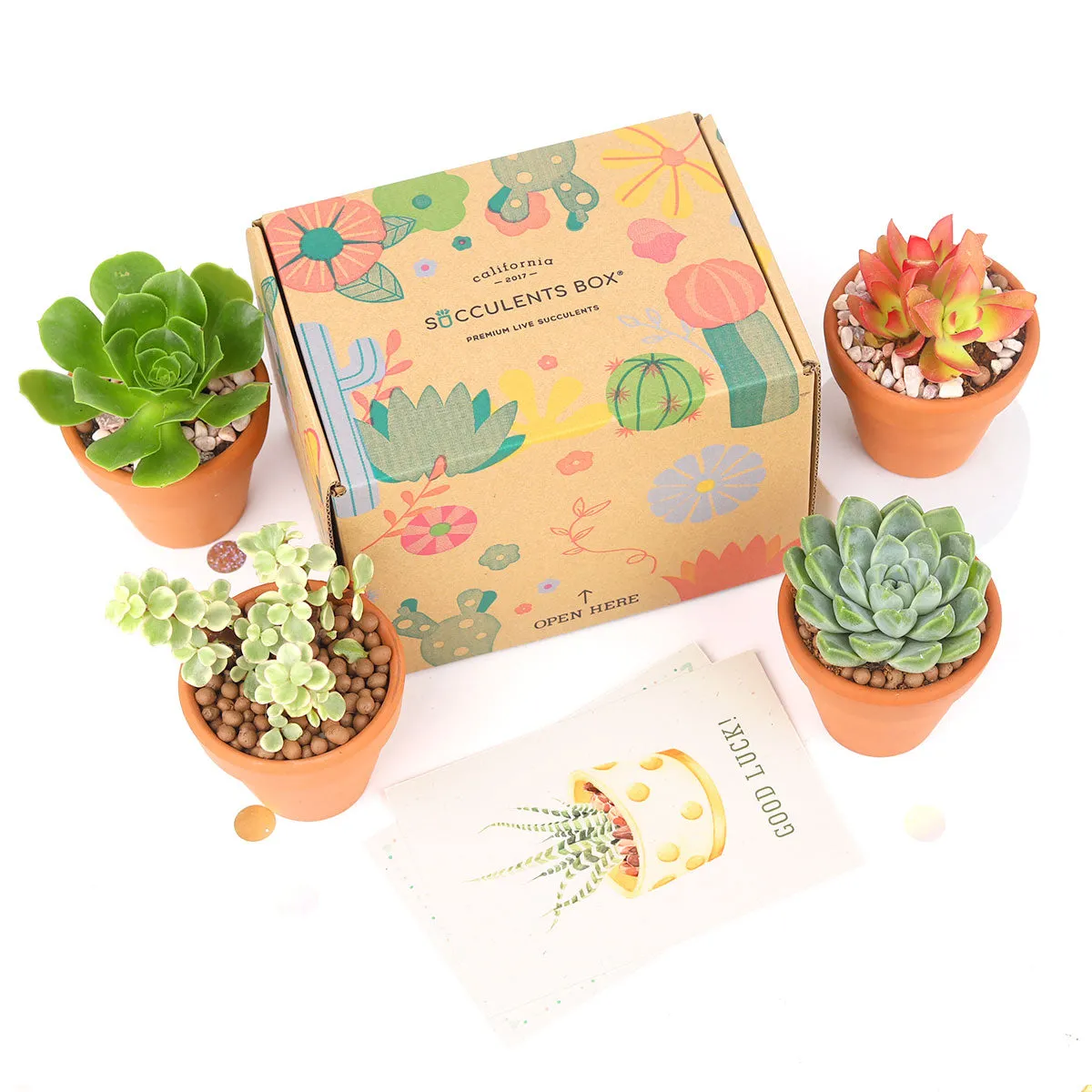 Gift 4 Succulents 4 Clay Pots/ Month Subscription - 1 time charge