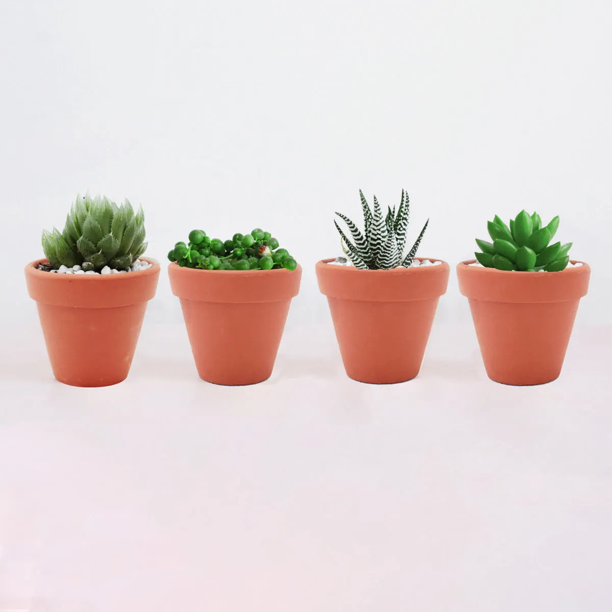 Gift 4 Succulents 4 Clay Pots/ Month Subscription - 1 time charge