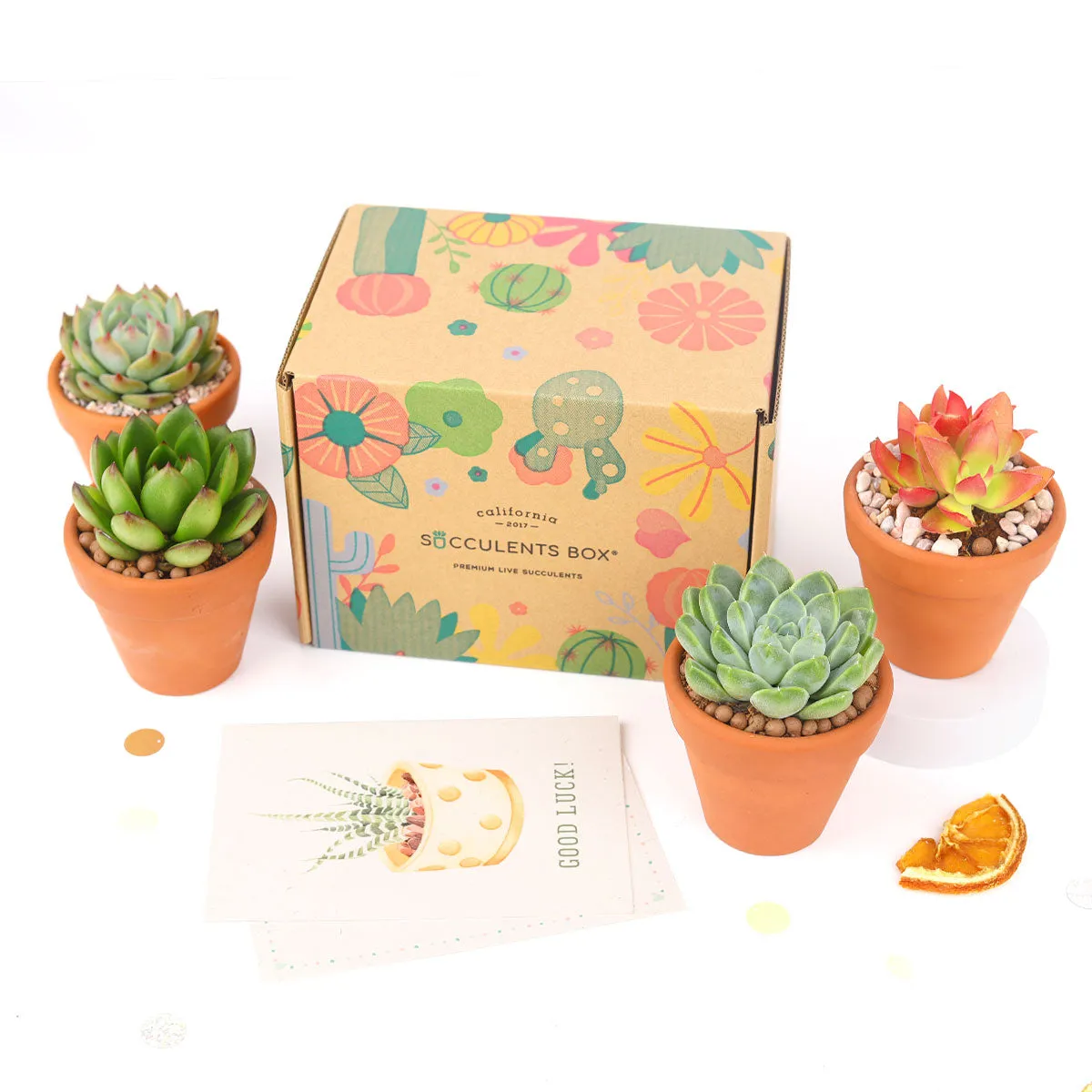 Gift 4 Succulents 4 Clay Pots/ Month Subscription - 1 time charge