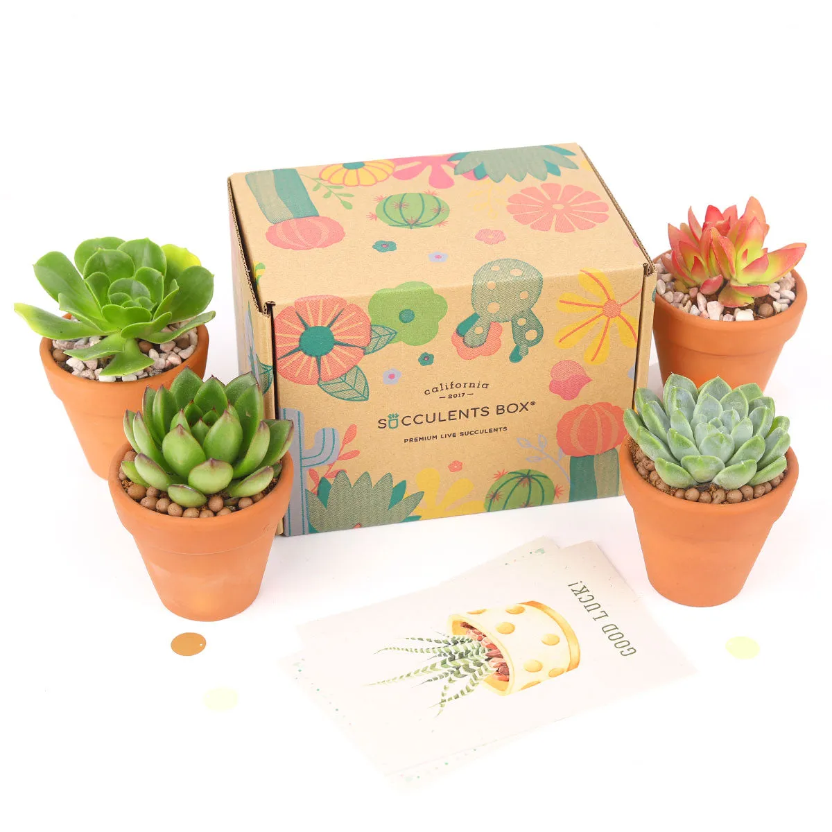 Gift 4 Succulents 4 Clay Pots/ Month Subscription - 1 time charge