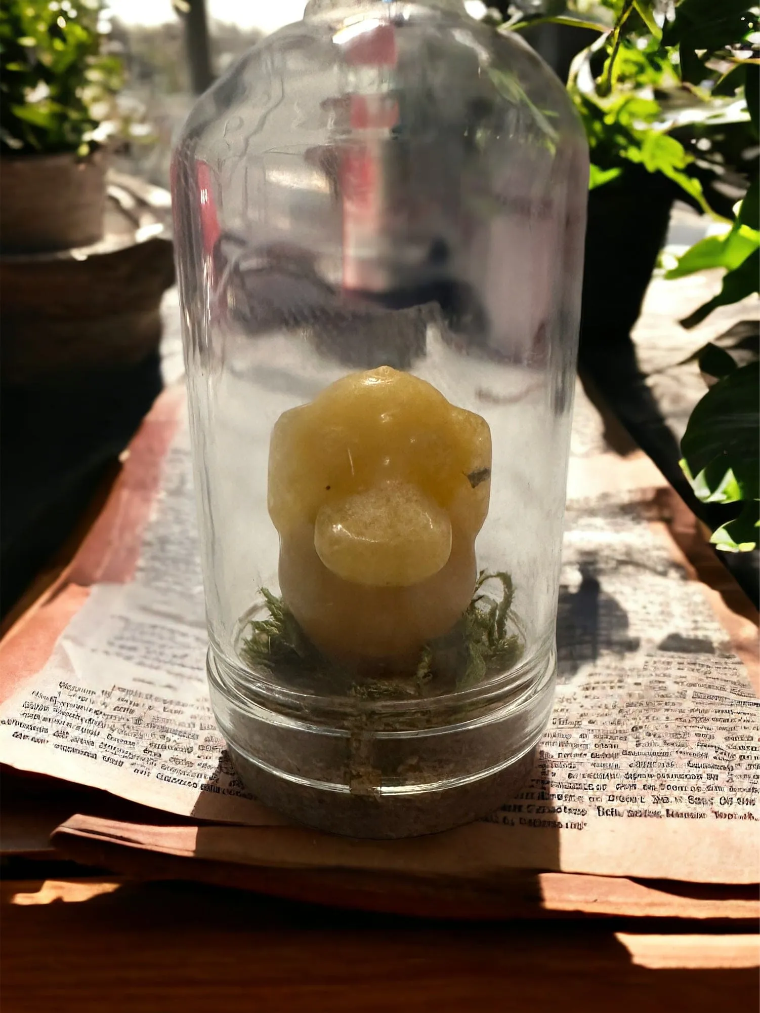 Pokémon Terrarium