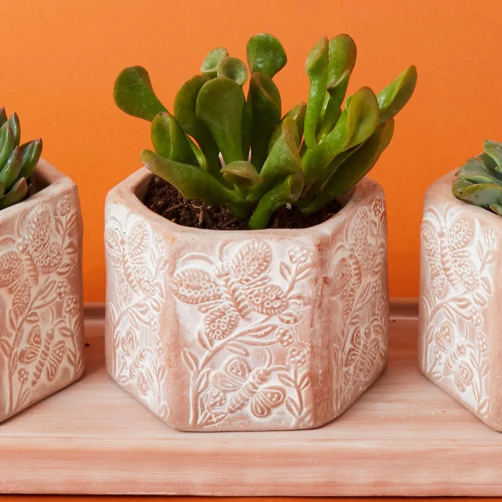 Small Butterfly Hex Terracotta Pot Tray Set