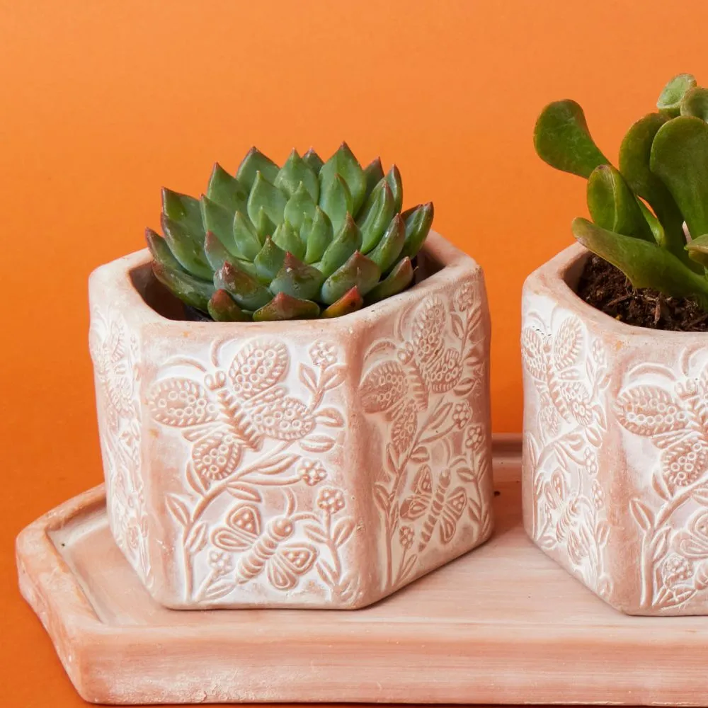 Small Butterfly Hex Terracotta Pot Tray Set