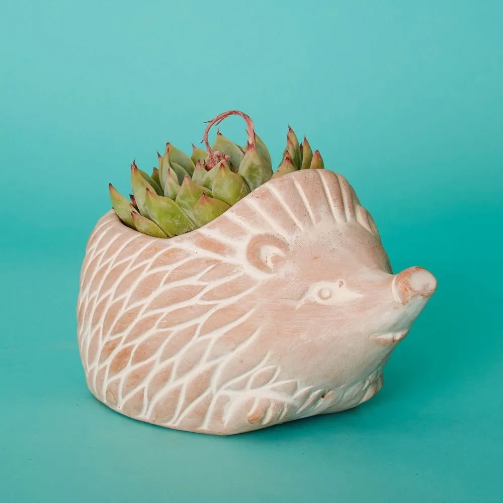 Terracotta Hedgehog Pot Set