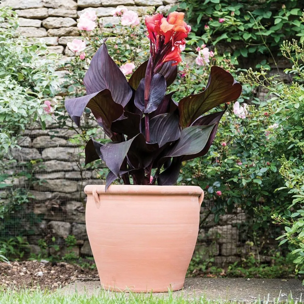 Woodlodge 37cm Terracotta Clove Brace Pot